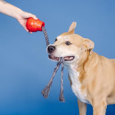 Show full view: Fringe Studio You Da Bomb Rubber Dog Toy slide 3 of 6