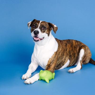 Show full view: Fringe Studio Catch Ya Later Rubber Dog Toy, Lime slide 6 of 8