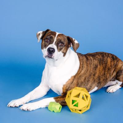 Show full view: Fringe Studio Sweet On The Inside Rubber Dog Toy, Yellow slide 4 of 6