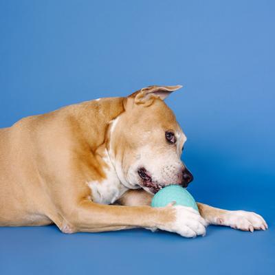 Show full view: Fringe Studio You're A Hoot Rubber Dog Toy, Turquoise slide 3 of 5