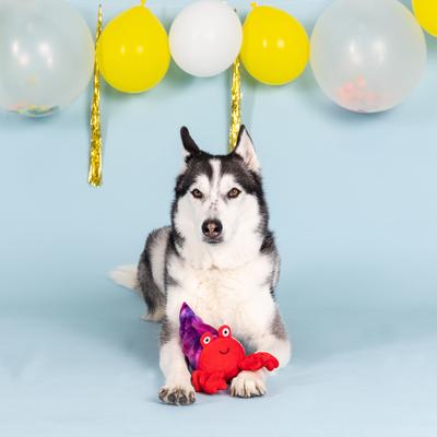 Show full view: Fringe Studio In A Pinch Plush Dog Toy slide 3 of 4