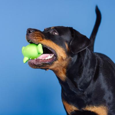 Show full view: Fringe Studio Catch Ya Later Rubber Dog Toy, Lime slide 7 of 8