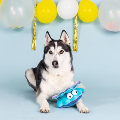 Show full view: Fringe Studio A Bit Clammy Plush Dog Toy slide 3 of 5