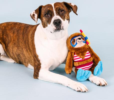 Show full view: Fringe Studio Swimming with the Fish Plush Dog Toy slide 5 of 6