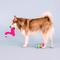 Show in main carousel: Fringe Studio Pool Days, Sun Rays 2 Piece Dog Toy slide 4 of 6