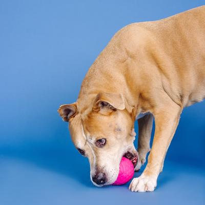 Show full view: Fringe Studio You're A Hoot Rubber Dog Toy, Hot Pink slide 4 of 5