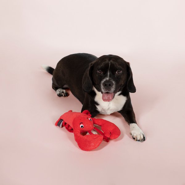 Fringe Studio You're My Lobster Plush Dog Toy