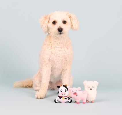 Show full view: Fringe Studio Needle In Haystack 3 Piece Small Dog Toy slide 4 of 5