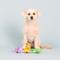 Show in main carousel: Fringe Studio Wild Times 3 Piece Small Dog Toy slide 5 of 7