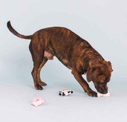 Show full view: Fringe Studio Needle In Haystack 3 Piece Small Dog Toy slide 3 of 5