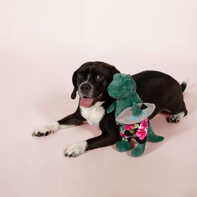 Show full view: Fringe Studio Surfer Bro Rex Plush Dog Toy slide 3 of 4