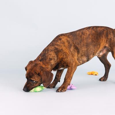 Show full view: Fringe Studio Wild Times 3 Piece Small Dog Toy slide 4 of 7