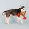 Show in main carousel: Fringe Studio Hustle For That Muscle Plush Dog Toy slide 4 of 6