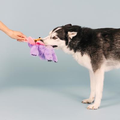 Show full view: Fringe Studio I'll Grow On You Plush Dog Toy slide 4 of 6