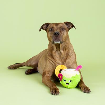 Show full view: Fringe Studio Coconuts About You Plush Dog Toy slide 4 of 6