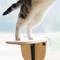 Show in main carousel: MewooFun Jumping Board Cat Wall Shelves, Natural slide 4 of 5