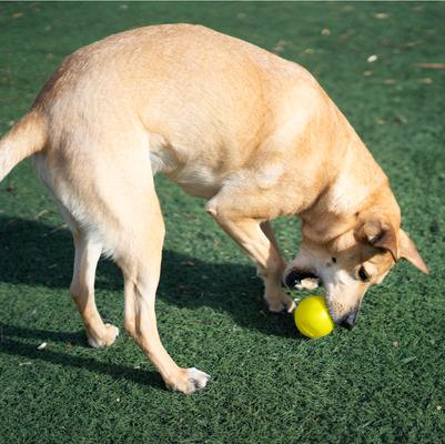 Show full view: Outward Hound Squeak Ball Dog Toy, Yellow slide 6 of 10