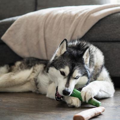 Show full view: Petstages Dogwood Mint Bone Tough Dog Chew Toy, Large, 2 count slide 7 of 12