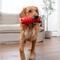 Show in main carousel: Petstages Grunt Fetch Bunny Stick Dog Chew Toy, Red slide 6 of 10