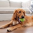 Show in main carousel: Petstages Grunt N Punt Squeaky Tennis Ball Dog Toy, Yellow & Green slide 6 of 10