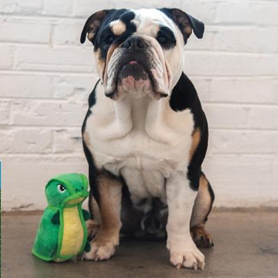 Show full view: Outward Hound Xtreme Seamz Dino Dog Toy slide 5 of 8