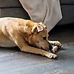 Show in main carousel: Petstages Dogwood Calming Bone Tough Dog Chew Toy, Medium, 2 count slide 7 of 12