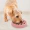 Show in main carousel: Outward Hound Non-Skid Plastic Slow Feeder Wave Dog Bowl, Pink, 0.75-cup slide 6 of 9