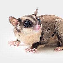 Sugar Glider