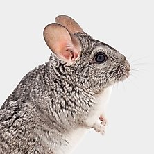 Chinchilla