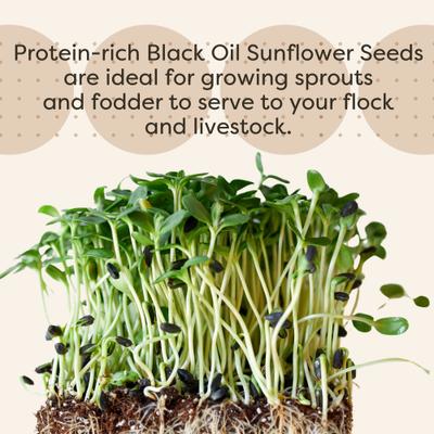 Show full view: Scratch and Peck Feeds Organic Black Oil Sunflower Seeds Chicken Treats, 7-lb pouch slide 6 of 8