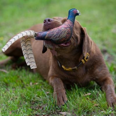 Show full view: Browning Pheasant Squeaker Dog Toy, Multi, Small slide 6 of 6