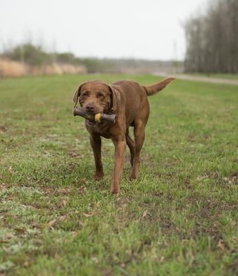 Show full view: Browning Duck Call Rubber Squeaker Dog Toy slide 4 of 5