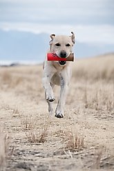 Browning Shot Shell Red Squeaker Dog Toy slide 2 of 4