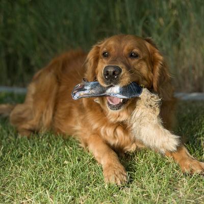 Show full view: Browning Squirrel Fabric Squeaker Dog Toy slide 7 of 7