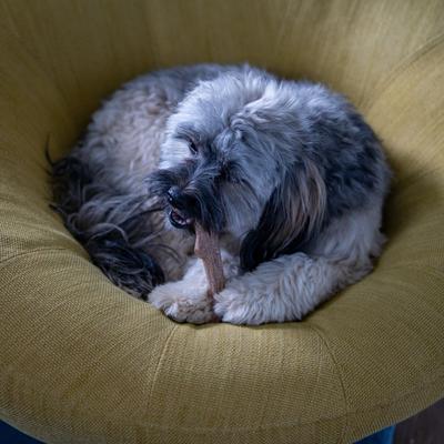 Show full view: Petstages Super Dogwood Stick Tough Dog Chew Toy, X-Small slide 10 of 12