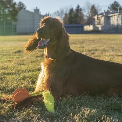 Show full view: Outward Hound Tail Spinner Squeaky Furry Tail Chaser Dog Toy, Orange slide 6 of 8