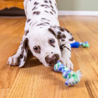 Show full view: Petstages Orka Teething Small Dogs & Puppies Dental Chew Toys, 3 count slide 6 of 9