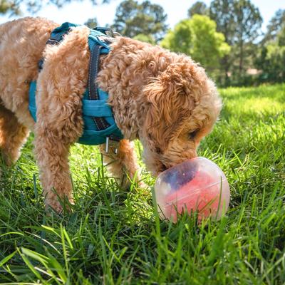 Show full view: Outward Hound Dog Rumble Puzzle Ball Puzzle & Treat Maze Interactive Dog Toy, Orange slide 8 of 10