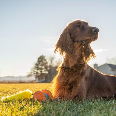 Show full view: Outward Hound Tail Spinner Squeaky Furry Tail Chaser Dog Toy, Orange slide 5 of 8