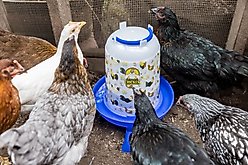 My Favorite Chicken Chicken Drinker, 1.32-gal slide 2 of 7