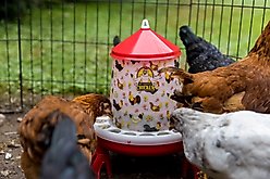 My Favorite Chicken Chicken Feeder, 11-lb slide 2 of 7