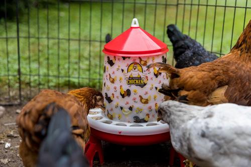 Show full view: My Favorite Chicken Chicken Feeder, 11-lb slide 4 of 7