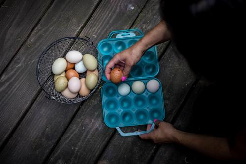 Show full view: My Favorite Chicken Reusable Dozen Egg Carton, Blue slide 4 of 7