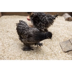 My Favorite Chicken Hemp Chicken Coop Bedding, 20-lb