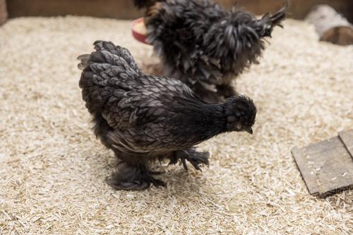Show full view: My Favorite Chicken Hemp Chicken Coop Bedding, 20-lb slide 9 of 9