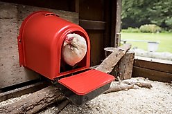 My Favorite Chicken Rollout Wall-Mounted Nest Box, Red slide 2 of 7
