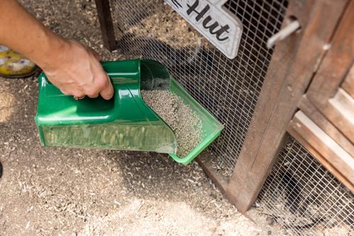 Show full view: My Favorite Chicken Chicken Feed Scoop, Green, 10.4-cup slide 5 of 5