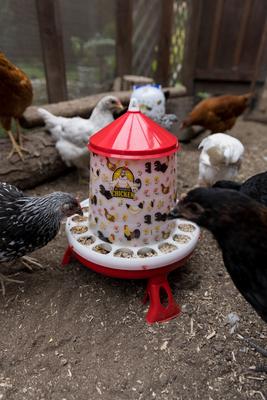 Show full view: My Favorite Chicken Chicken Feeder, 11-lb slide 7 of 7