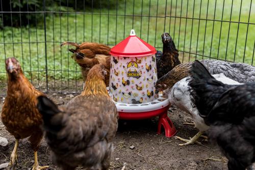 Show full view: My Favorite Chicken Chicken Feeder, 11-lb slide 3 of 7