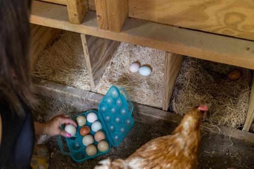 Show full view: My Favorite Chicken Reusable Dozen Egg Carton, Blue slide 5 of 7